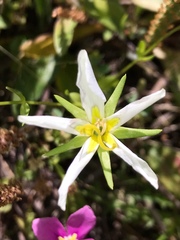 Liliales