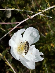 Acmaeodera decipiens