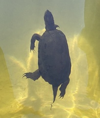 Actinemys marmorata pallida