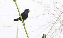 Sporophila crassirostris