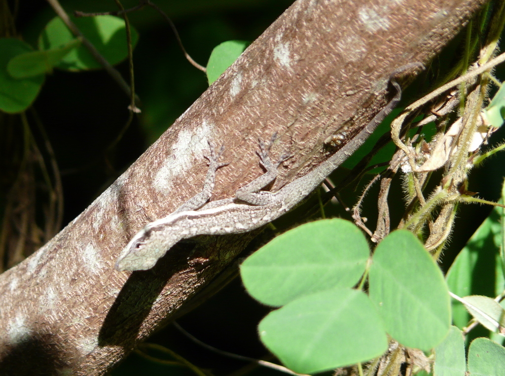 Bluefields Anole