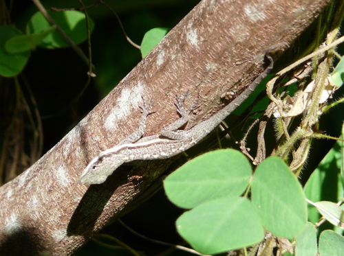 Bluefields Anole