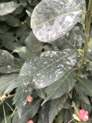 Erysiphe euonymicola