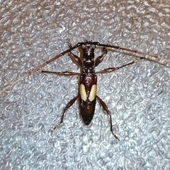 Gnomibidion fulvipes