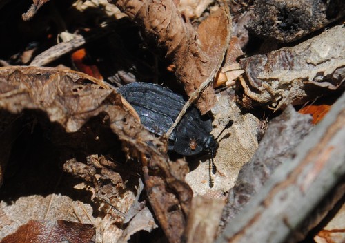 Ridged Carrion Beetle photo 3
