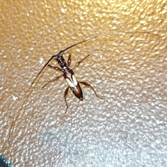 Gnomibidion fulvipes