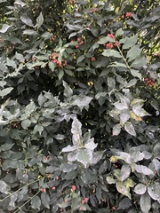 Erysiphe euonymicola