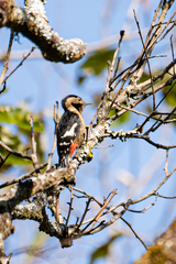 Dendrocopos darjellensis