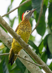 Spot-Breasted Woodpecker photo 3