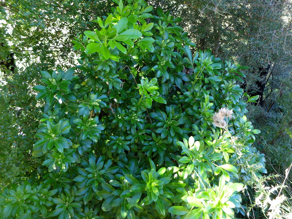Choisya ternata