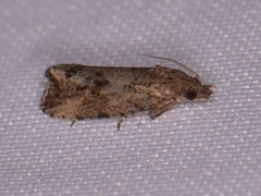 Endothenia nubilana