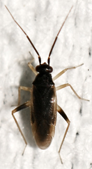 Cyrtorhinus caricis
