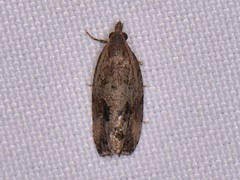 Endothenia nubilana