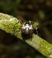 Micrathena picta