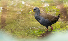 Pardirallus nigricans