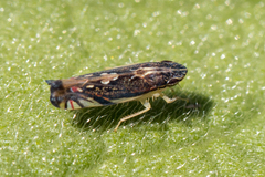 Diedrocephala variegata