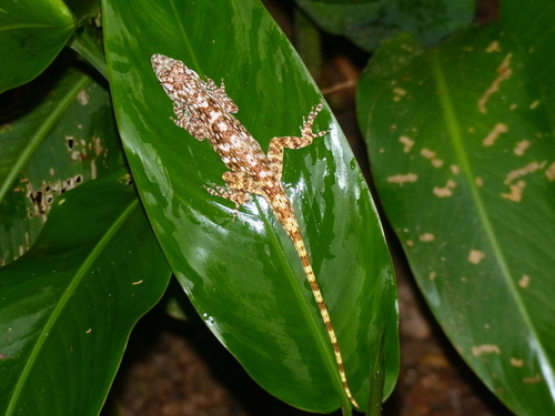 Anolis pentaprion