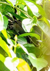 Pheugopedius sclateri columbianus