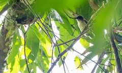 Picumnus granadensis