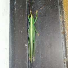 Phoxacris melanosticta