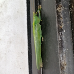 Phoxacris melanosticta