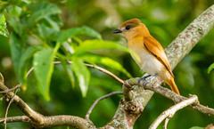 Pachyramphus rufus