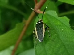 Hemithyrsocera histrio