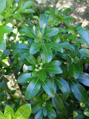 Choisya ternata