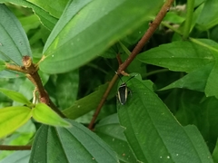 Hemithyrsocera histrio