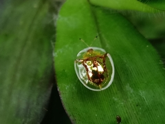 Aspidimorpha furcata