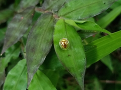 Aspidimorpha furcata