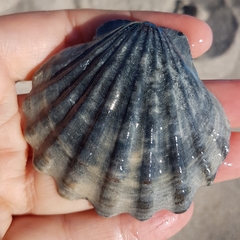 Flexopecten glaber