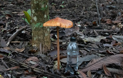 Macrolepiota colombiana
