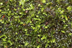 Rhynchostegium aquaticum