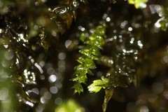 Rhynchostegium aquaticum
