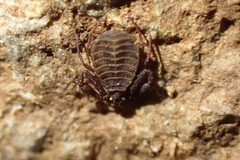 Pseudogarypus