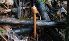 Macrolepiota colombiana