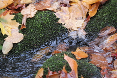 Rhynchostegium aquaticum