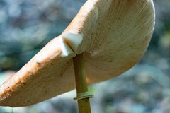 Macrolepiota colombiana