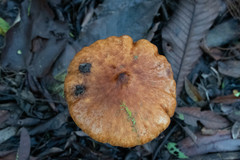 Macrolepiota colombiana