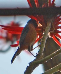Diglossa baritula