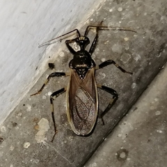 Pothea annulipes
