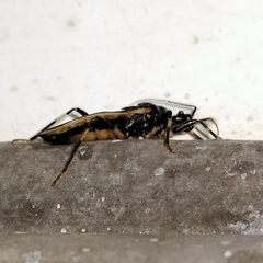 Pothea annulipes