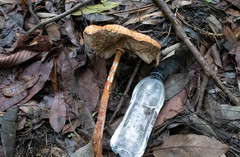 Macrolepiota colombiana