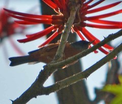 Diglossa baritula