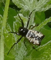 Micrathena patruelis