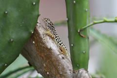 Anolis sabanus