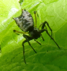 Micrathena patruelis