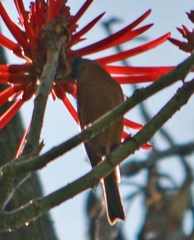 Diglossa baritula