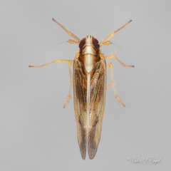 Tagosodes orizicolus